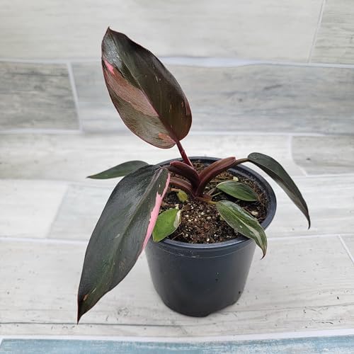 Philodendron Black Cherry Pink Princess Live House Plants in 3" Pot Z928341