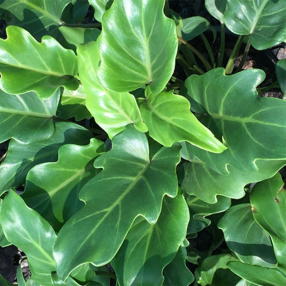 Philodendron Xanadu Plant, 10" Pot E991