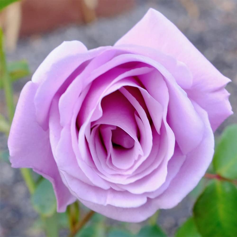 100 Rare Sterling Silver Rose Seeds Perennial Climbing Rosa Bush Vine Flower A476707