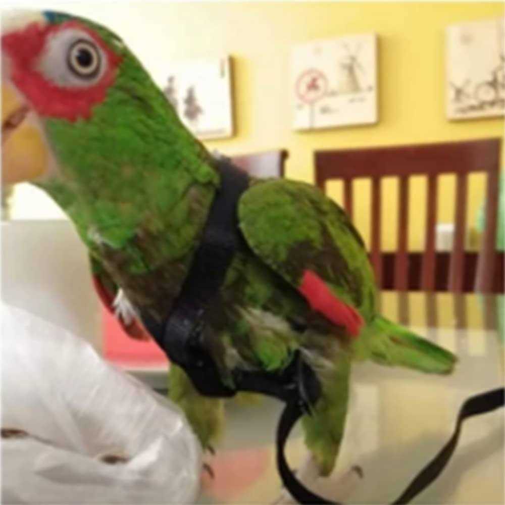 Adjustable Bird Harness and Leash N80590