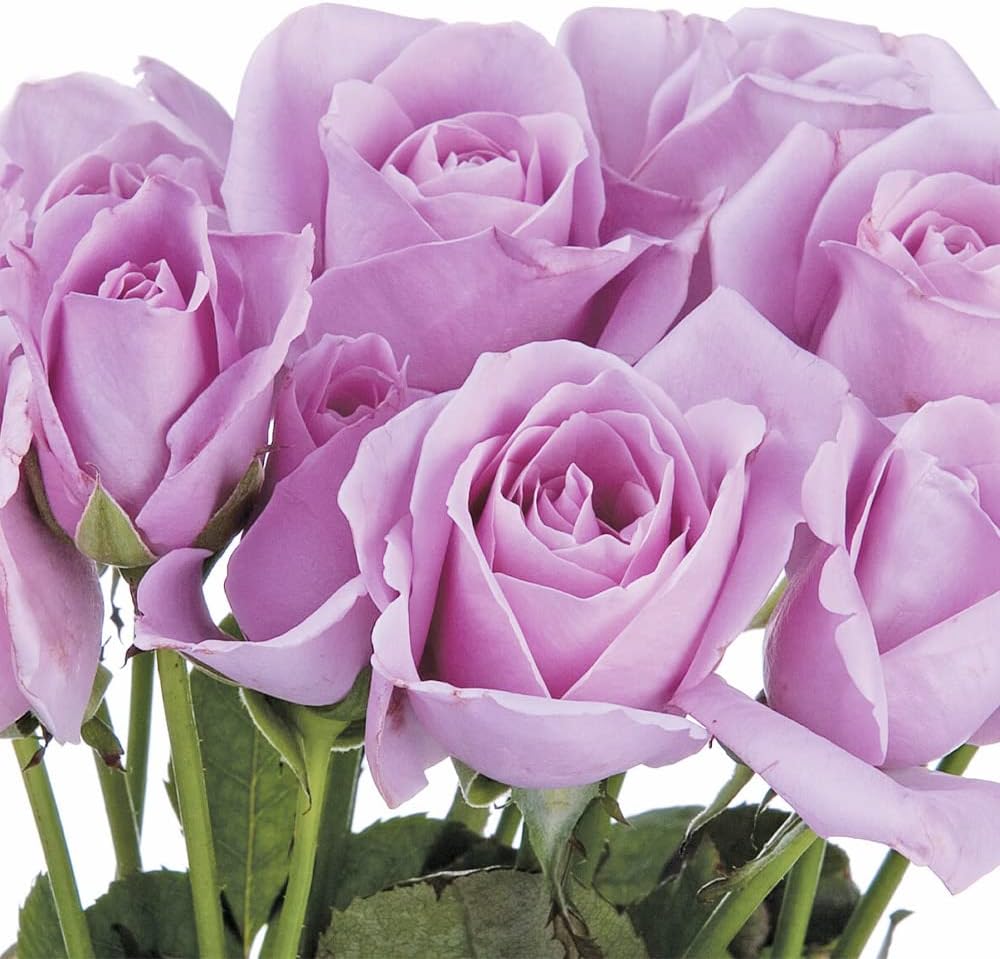 100 Rare Sterling Silver Rose Seeds Perennial Climbing Rosa Bush Vine Flower A476707