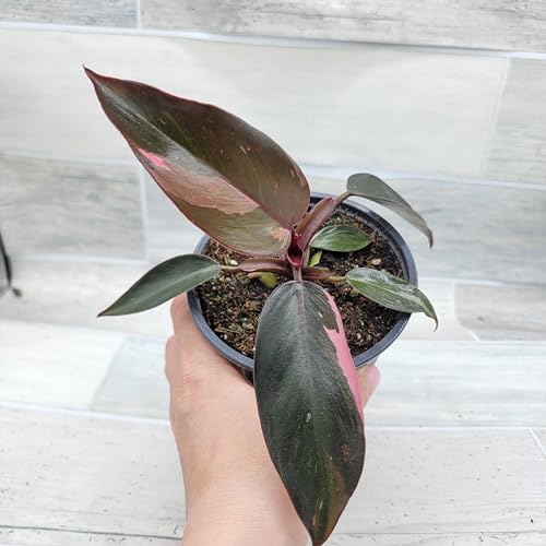 Philodendron Black Cherry Pink Princess Live House Plants in 3" Pot Z928341
