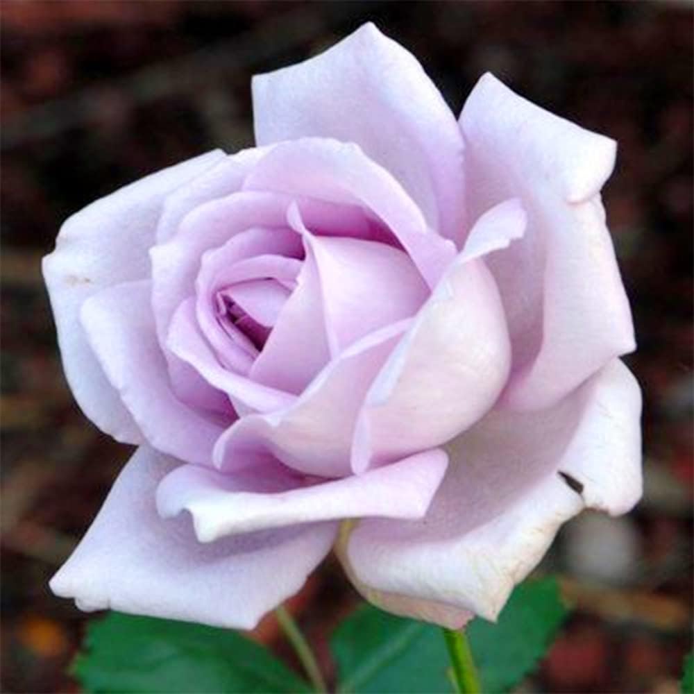 100 Rare Sterling Silver Rose Seeds Perennial Climbing Rosa Bush Vine Flower A476707