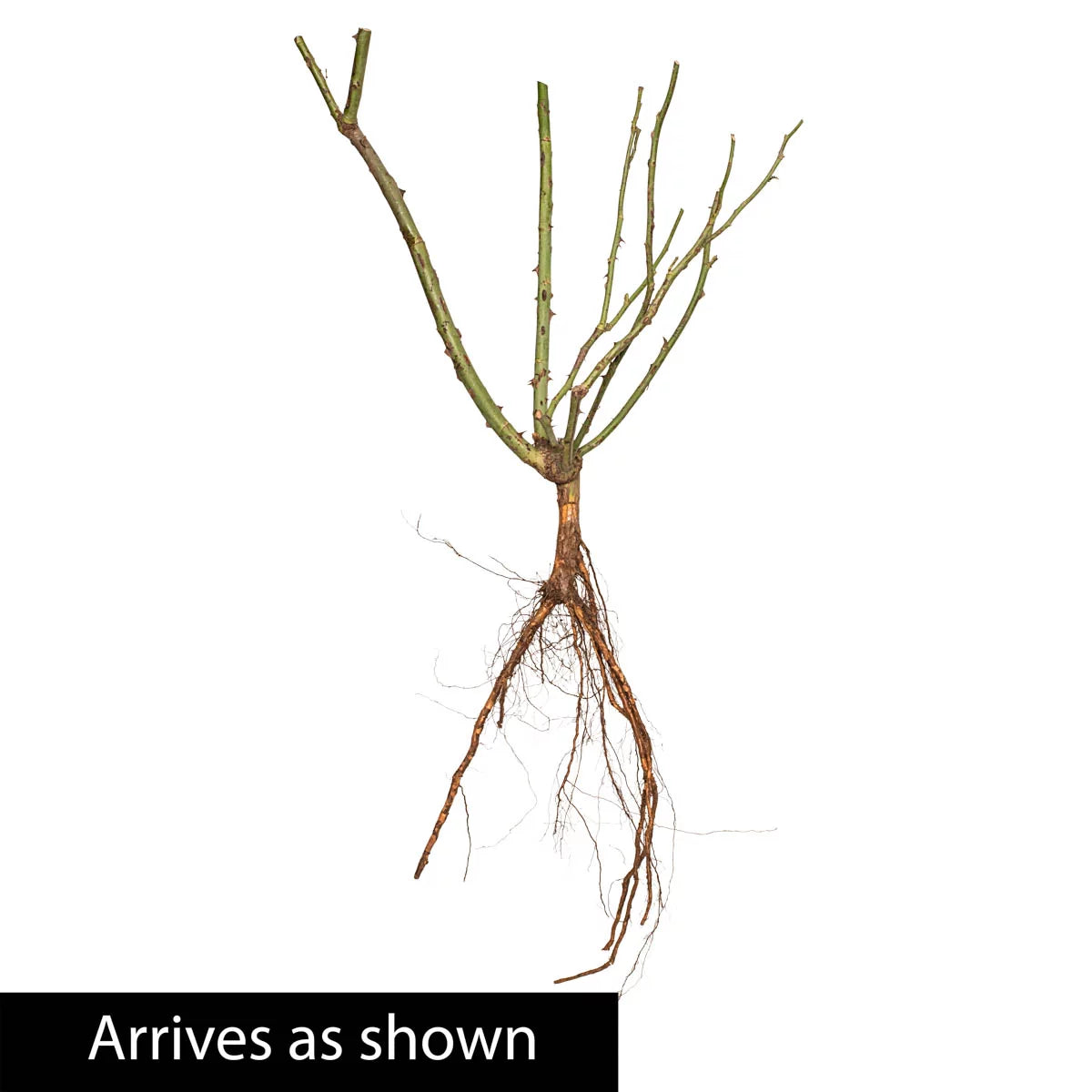 Bare Root Climbing Rose B58782