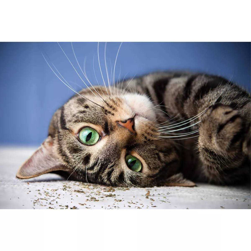 Catnip with Silvervine H9543