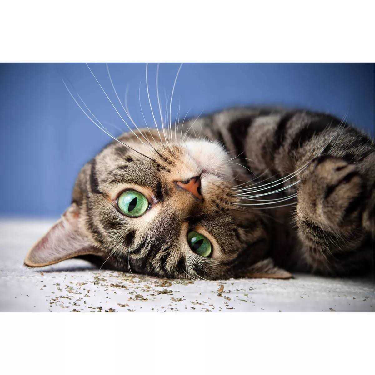 Catnip with Silvervine H9543