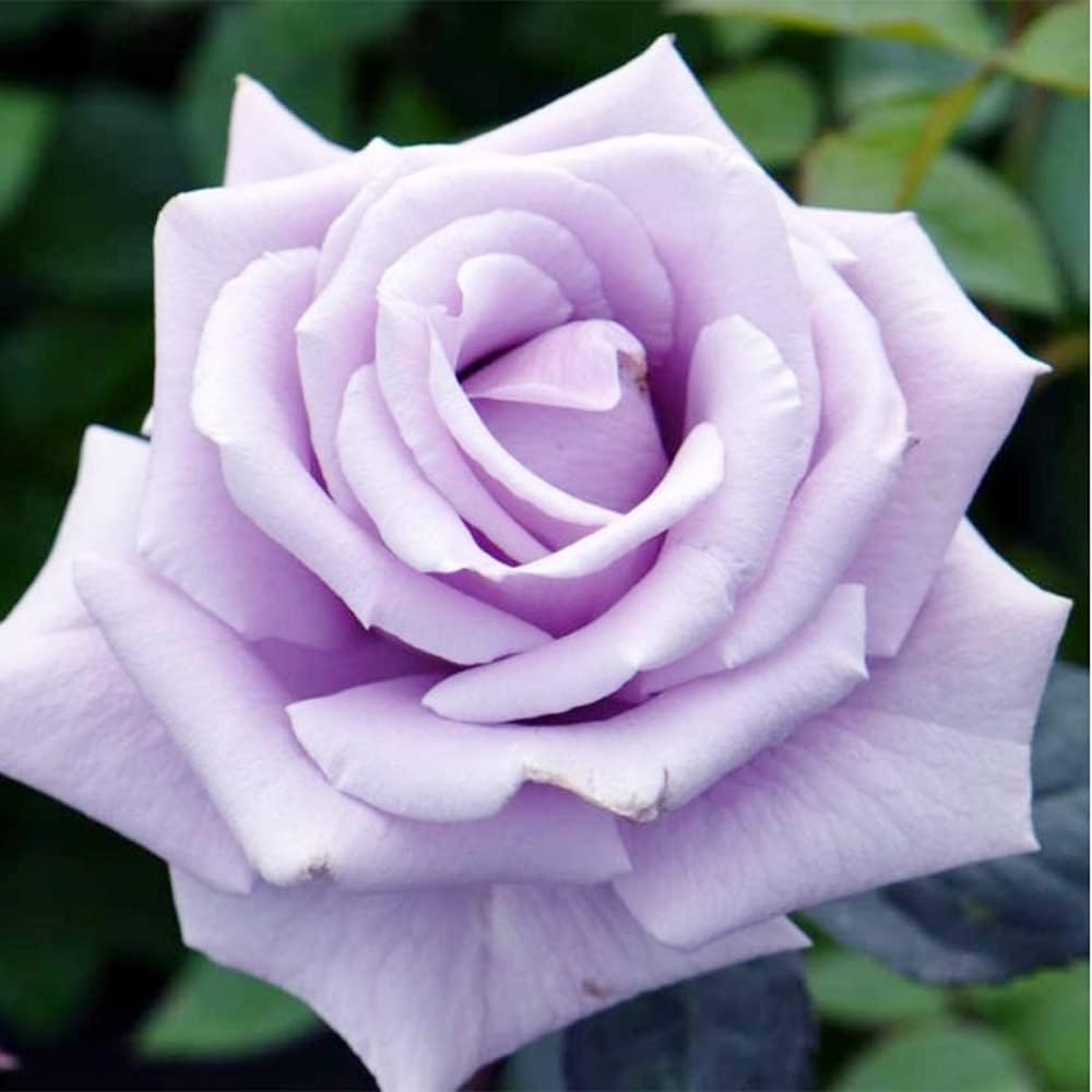 100 Rare Sterling Silver Rose Seeds Perennial Climbing Rosa Bush Vine Flower A476707