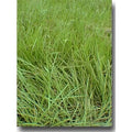 10 lbs Coated Bahia Grass Seed S669647