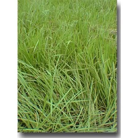 10 lbs Coated Bahia Grass Seed S669647