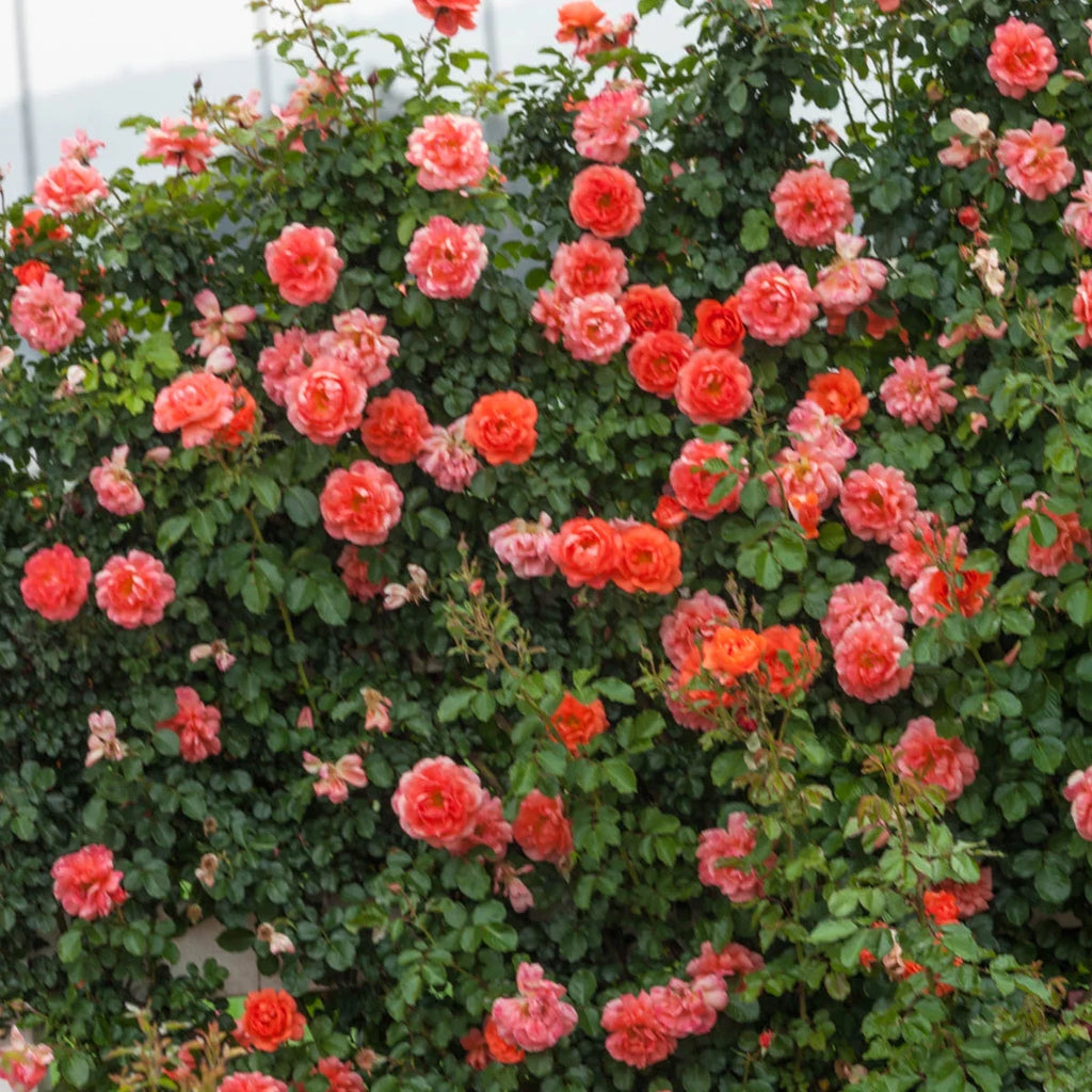 Bare Root Climbing Rose B58782