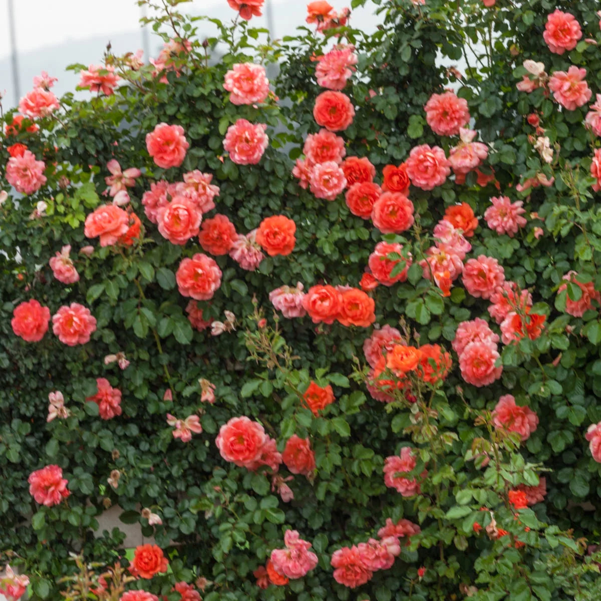 Bare Root Climbing Rose B58782