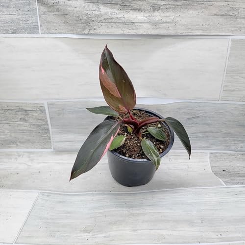 Philodendron Black Cherry Pink Princess Live House Plants in 3" Pot Z928341