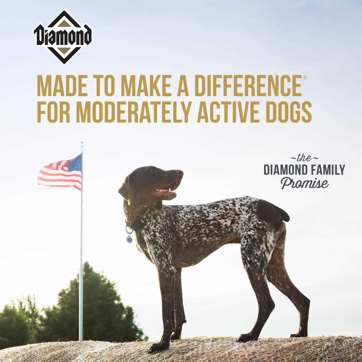 Dog Food U4340