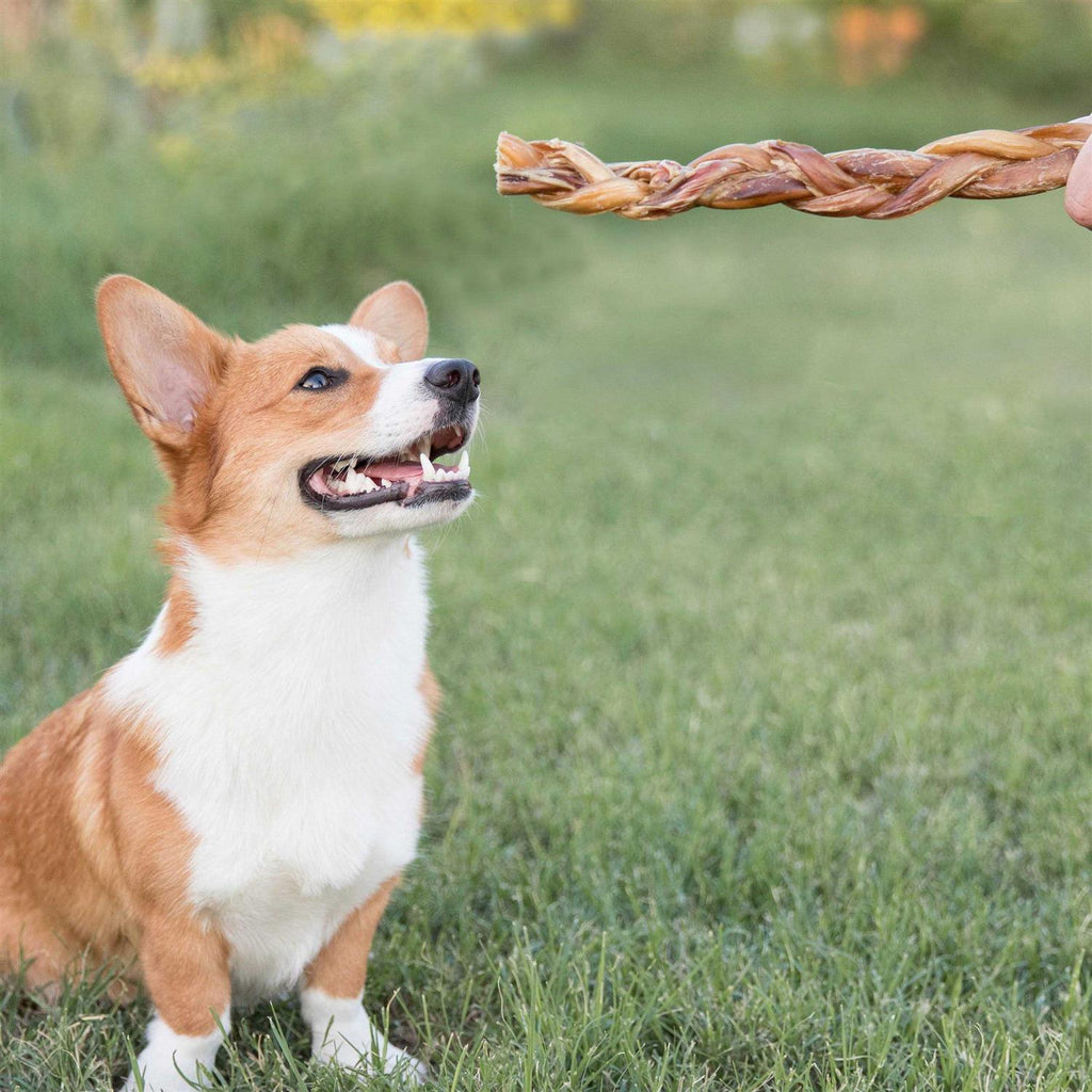 Braided Bully Sticks for Dogs Natural Beef Bones E65570