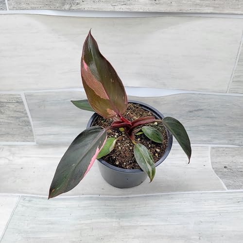 Philodendron Black Cherry Pink Princess Live House Plants in 3" Pot Z928341