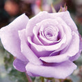 100 Rare Sterling Silver Rose Seeds Perennial Climbing Rosa Bush Vine Flower A476707