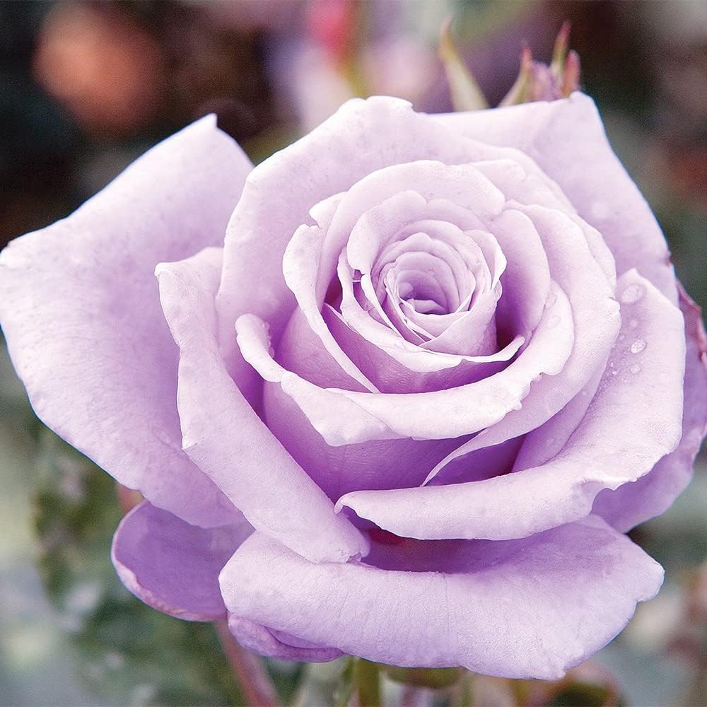 100 Rare Sterling Silver Rose Seeds Perennial Climbing Rosa Bush Vine Flower A476707