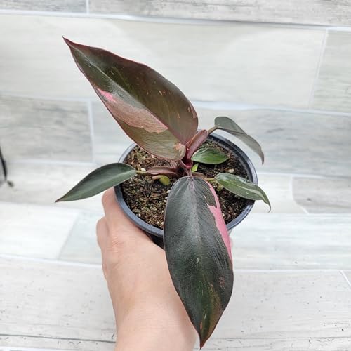 Philodendron Black Cherry Pink Princess Live House Plants in 3" Pot Z928341