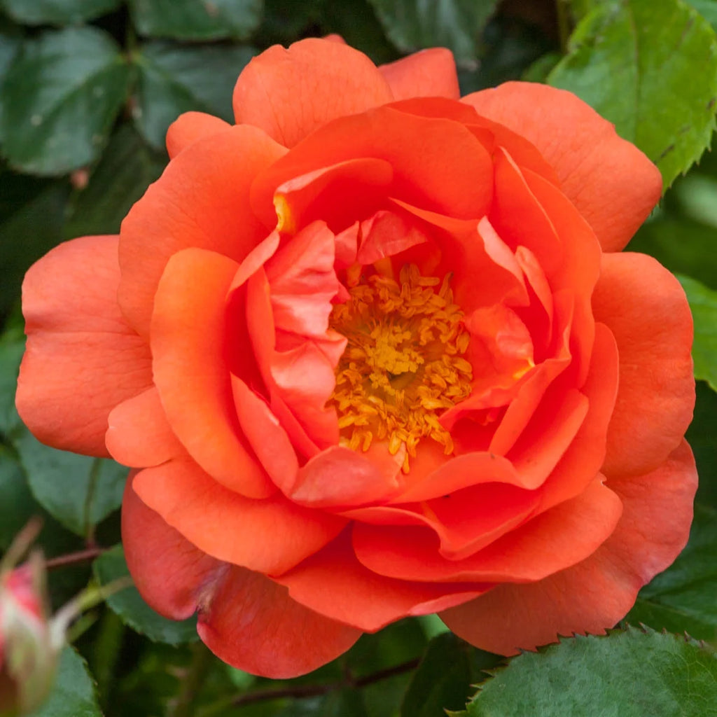 Bare Root Climbing Rose B58782