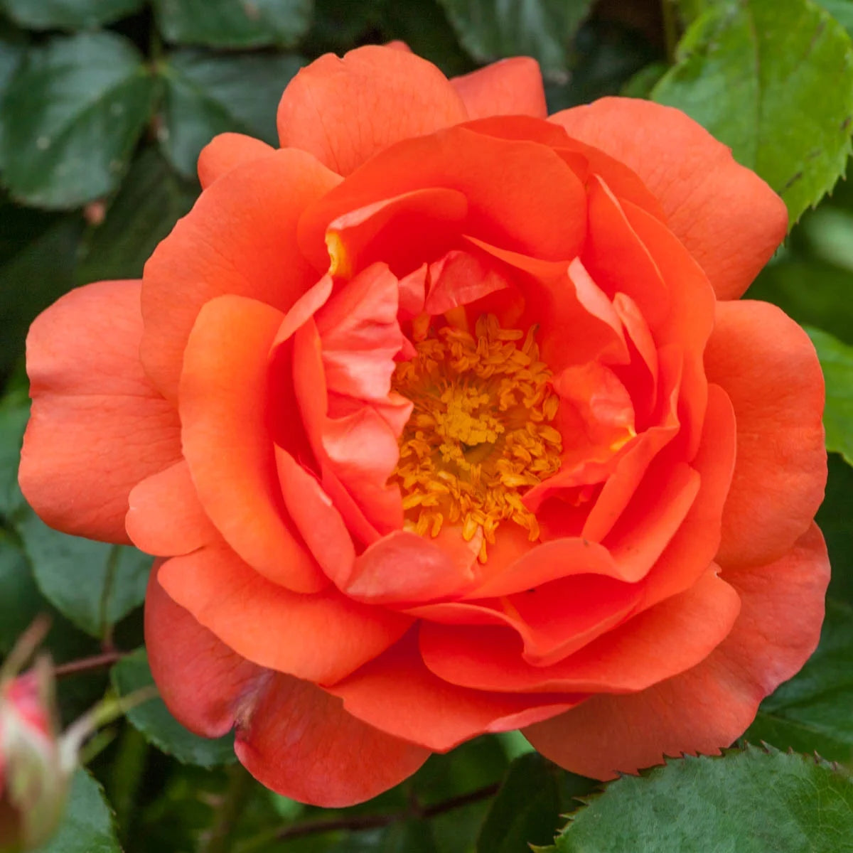 Bare Root Climbing Rose B58782