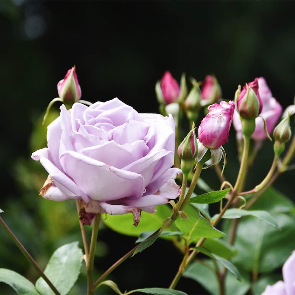 100 Rare Sterling Silver Rose Seeds Perennial Climbing Rosa Bush Vine Flower A476707