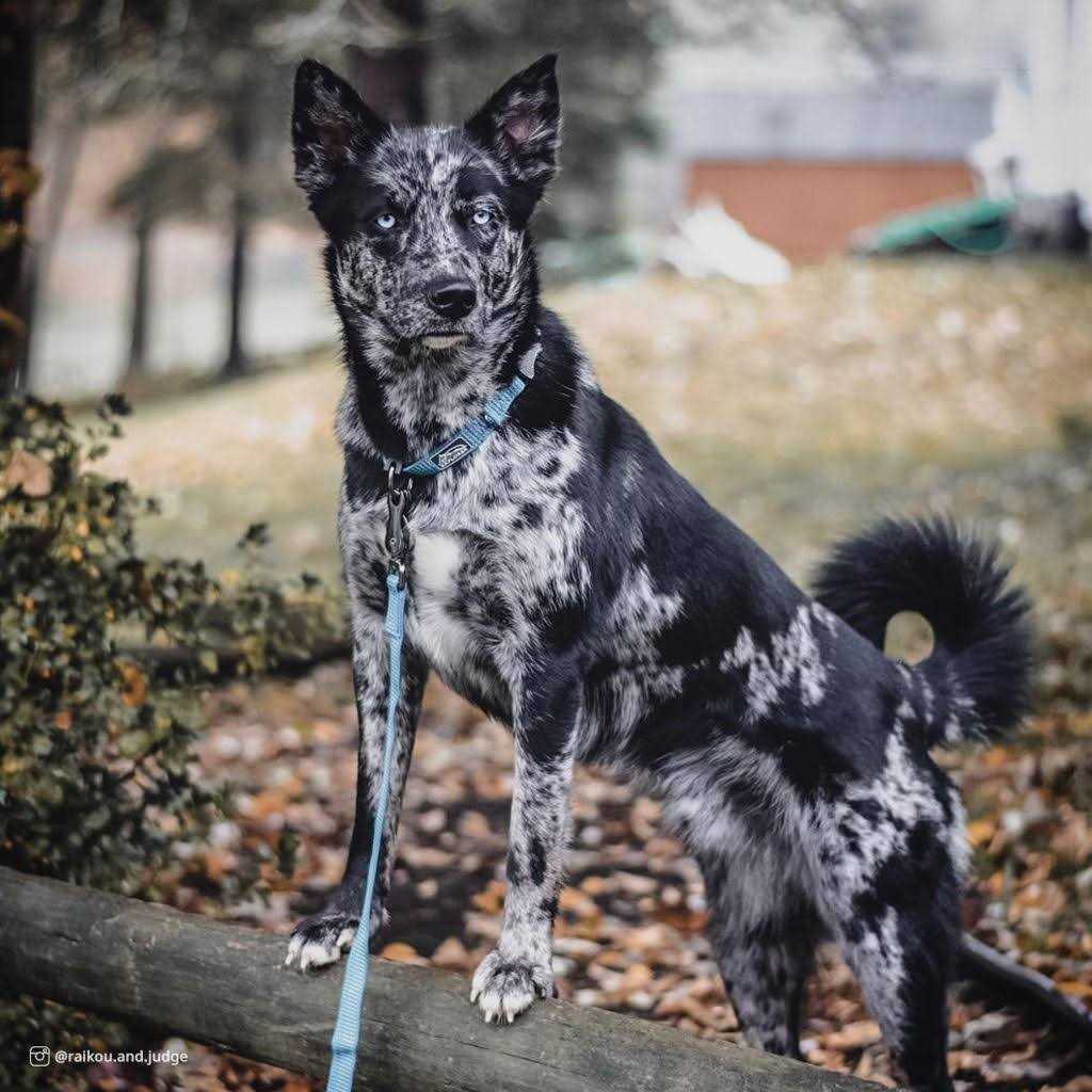 Reflective Adjustable Dog Collar C56524