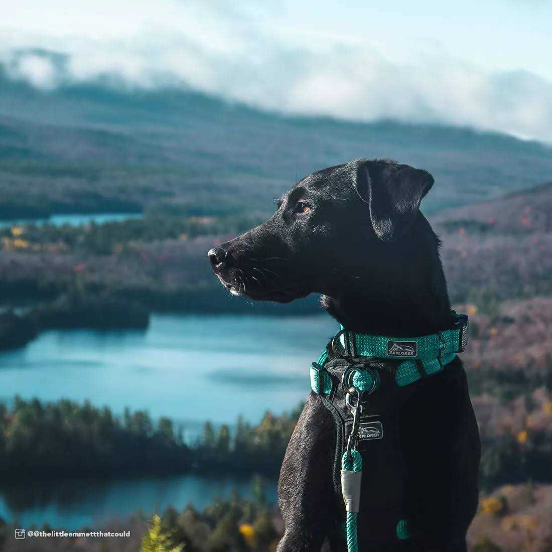 Reflective Adjustable Dog Collar C56524