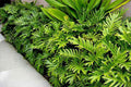 Philodendron Xanadu Plant, 10" Pot E991