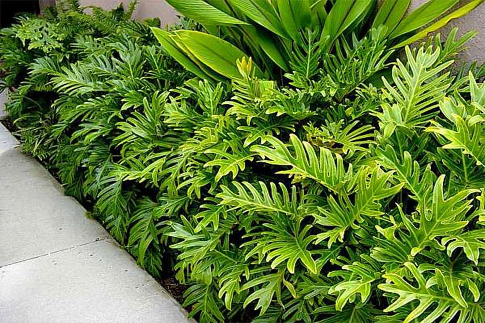 Philodendron Xanadu Plant, 10" Pot E991