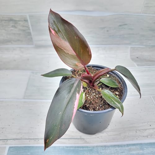 Philodendron Black Cherry Pink Princess Live House Plants in 3" Pot Z928341