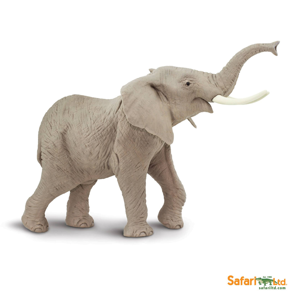 African Elephant P495
