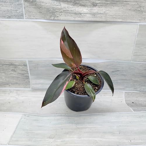 Philodendron Black Cherry Pink Princess Live House Plants in 3" Pot Z928341