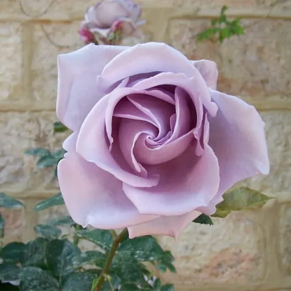 100 Rare Sterling Silver Rose Seeds Perennial Climbing Rosa Bush Vine Flower A476707