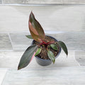 Philodendron Black Cherry Pink Princess Live House Plants in 3" Pot Z928341