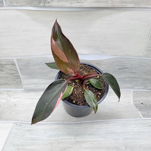 Philodendron Black Cherry Pink Princess Live House Plants in 3" Pot Z928341