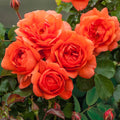 Bare Root Climbing Rose B58782