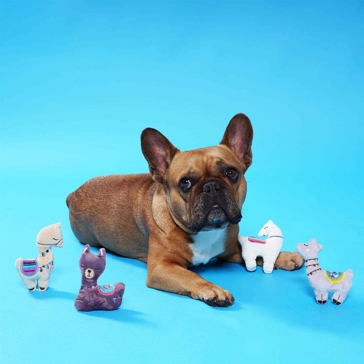 Small Dog Toy Set I809660
