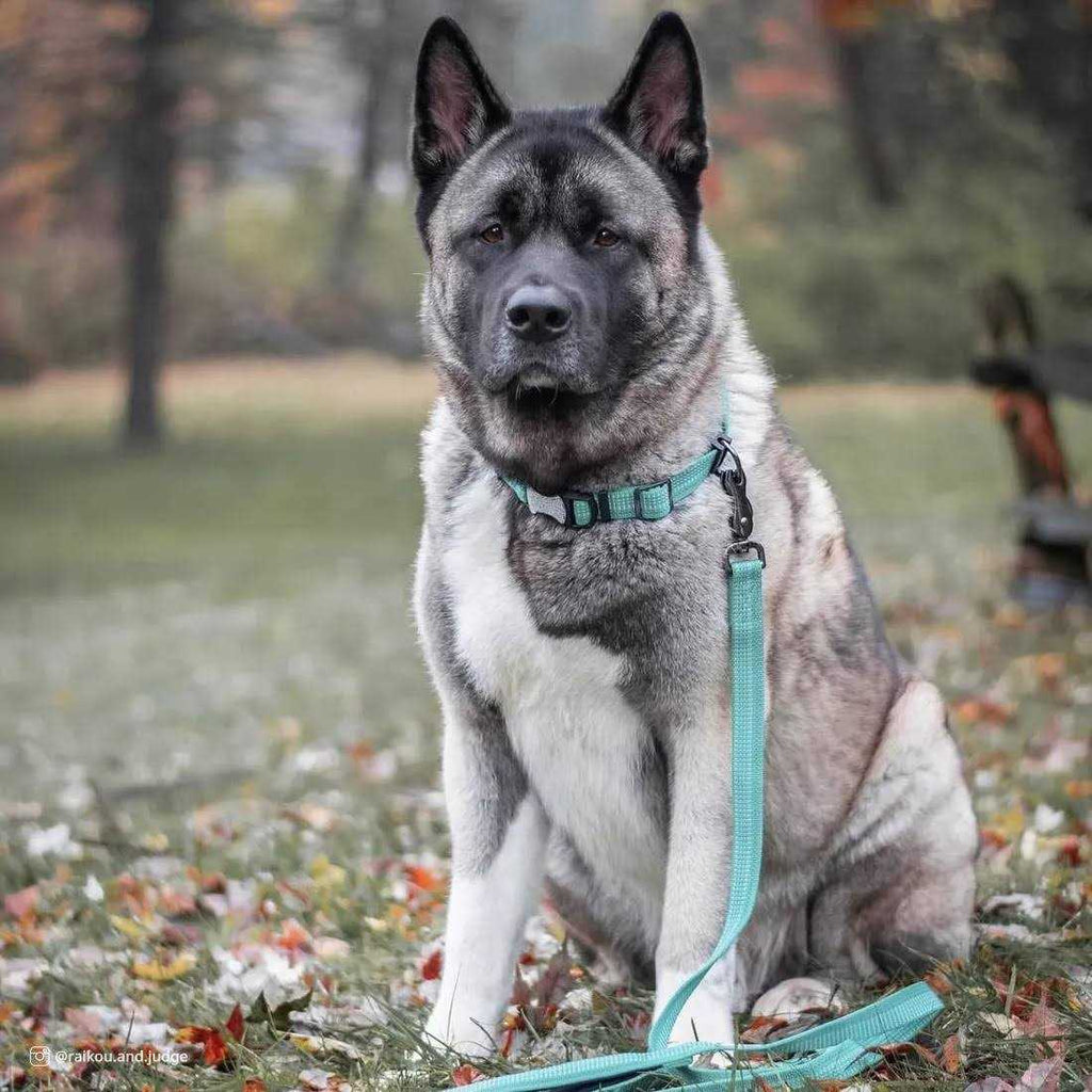 Reflective Adjustable Dog Collar C56524
