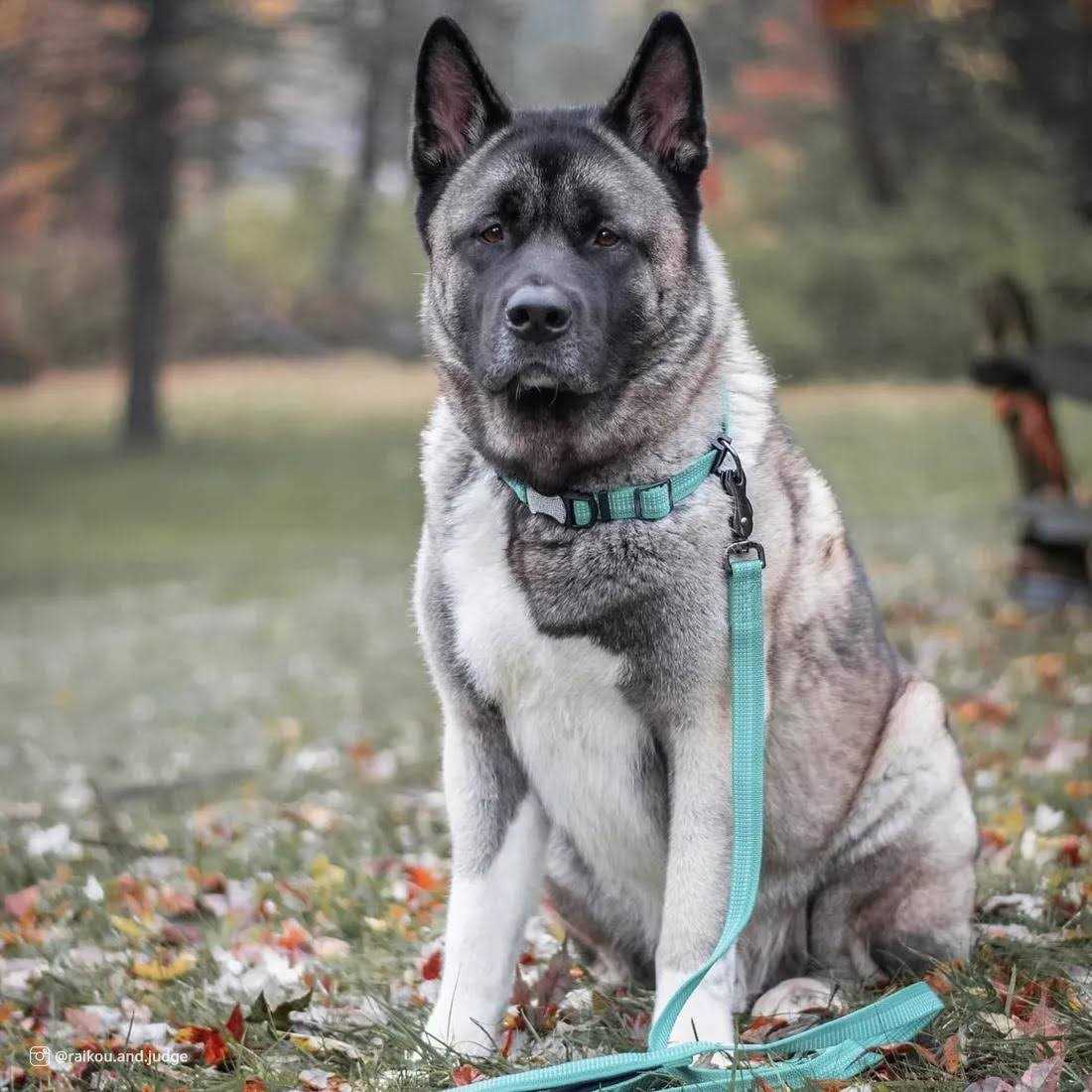 Reflective Adjustable Dog Collar C56524
